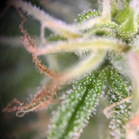 Highnrich - Quick One auto outdoor growlog timeline photo