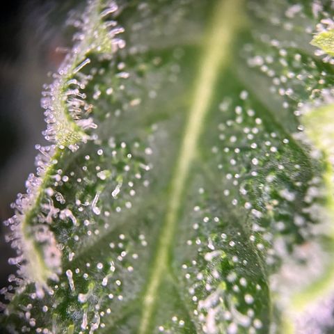 Highnrich - Quick One auto outdoor growlog timeline photo