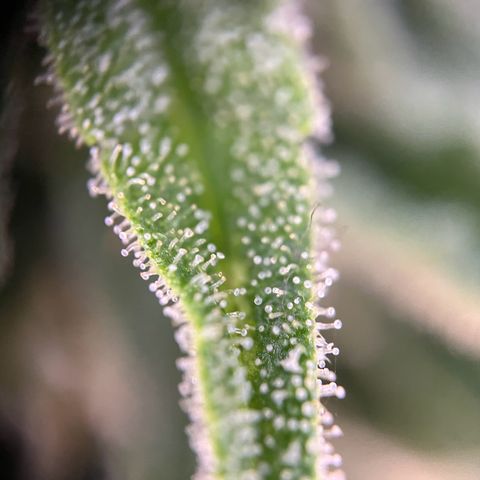 Highnrich - Quick One auto outdoor growlog timeline photo