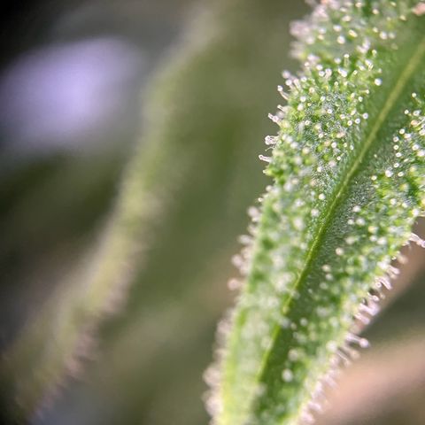Highnrich - Quick One auto outdoor growlog timeline photo