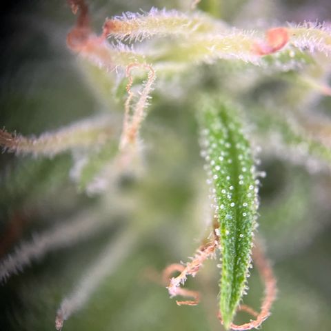 Highnrich - Quick One auto outdoor growlog timeline photo
