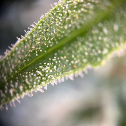 Highnrich - Quick One auto outdoor growlog timeline photo