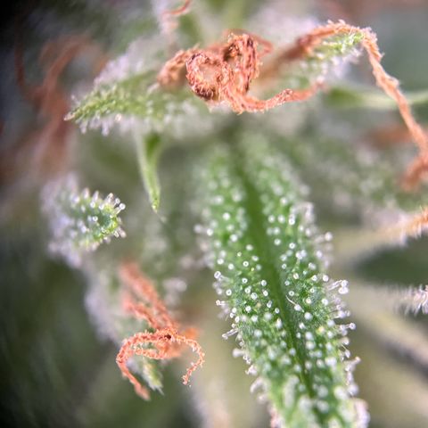 Highnrich - Quick One auto outdoor growlog timeline photo