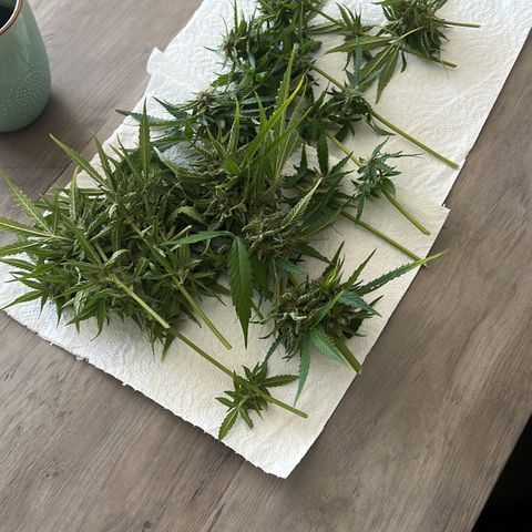 Highnrich - Quick One auto outdoor growlog timeline photo