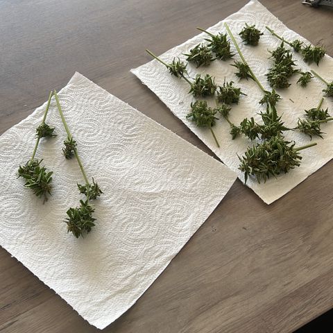 Highnrich - Quick One auto outdoor growlog timeline photo