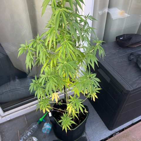 Marihuhanne  growlog timeline photo