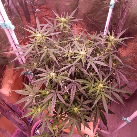 Unbekannte Sorte growlog timeline photo