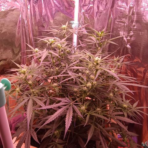 Unbekannte Sorte growlog timeline photo