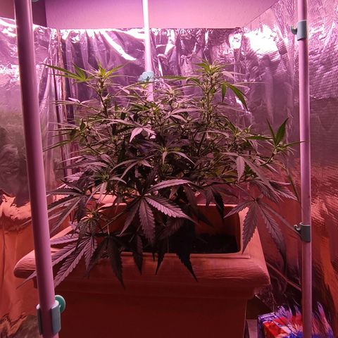 Unbekannte Sorte growlog timeline photo