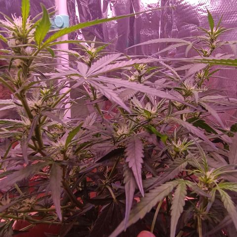 Unbekannte Sorte growlog timeline photo