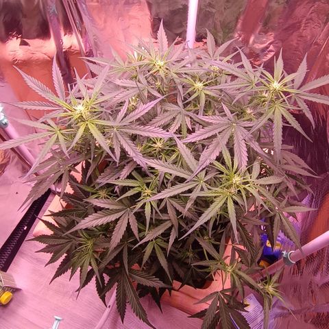Unbekannte Sorte growlog timeline photo