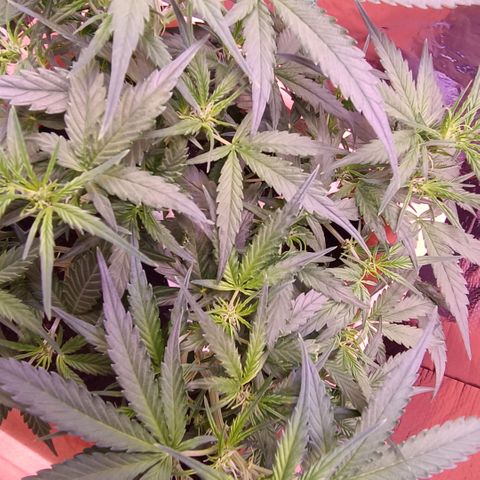 Unbekannte Sorte growlog timeline photo