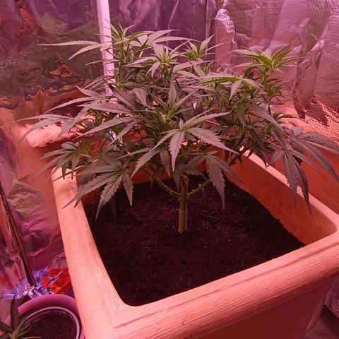 Unbekannte Sorte growlog timeline photo