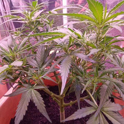 Unbekannte Sorte growlog timeline photo
