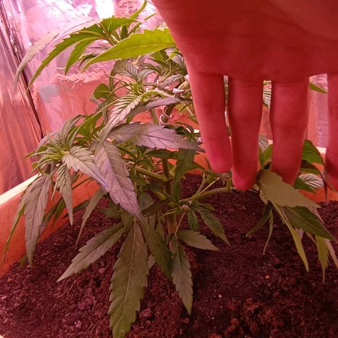Unbekannte Sorte growlog timeline photo