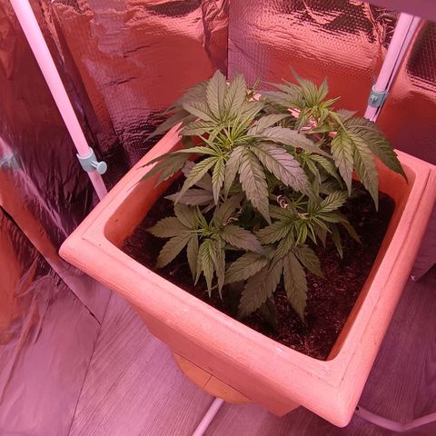 Unbekannte Sorte growlog timeline photo