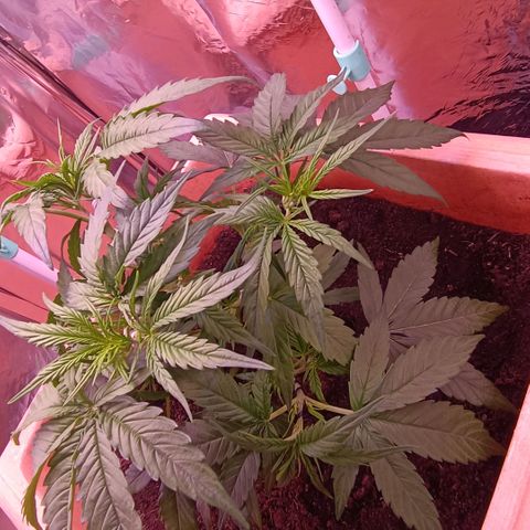 Unbekannte Sorte growlog timeline photo