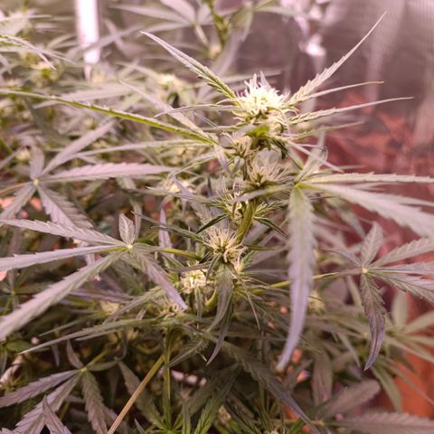Unbekannte Sorte growlog timeline photo