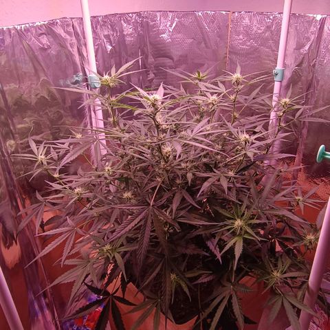 Unbekannte Sorte growlog timeline photo
