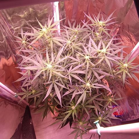 Unbekannte Sorte growlog timeline photo