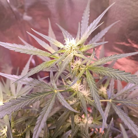 Unbekannte Sorte growlog timeline photo