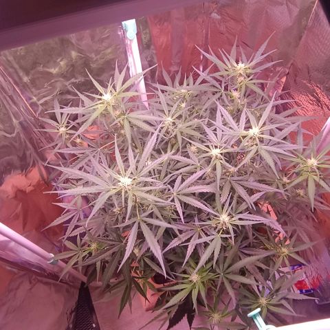 Unbekannte Sorte growlog timeline photo