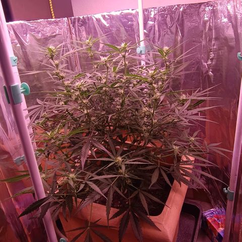 Unbekannte Sorte growlog timeline photo