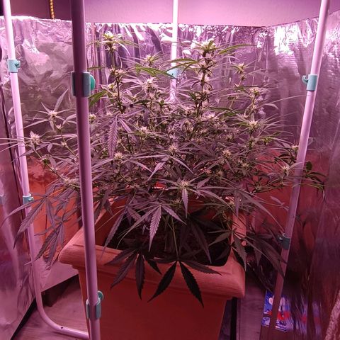 Unbekannte Sorte growlog timeline photo