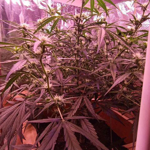 Unbekannte Sorte growlog timeline photo