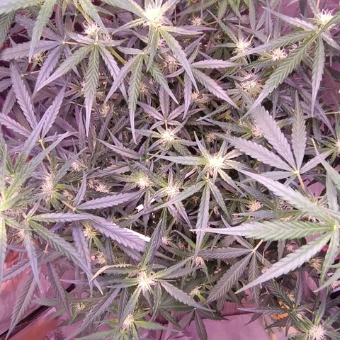 Unbekannte Sorte growlog timeline photo