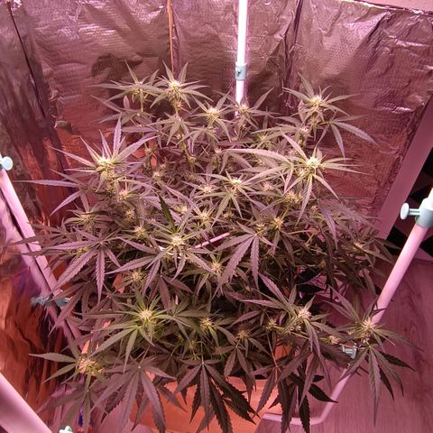 Unbekannte Sorte growlog timeline photo