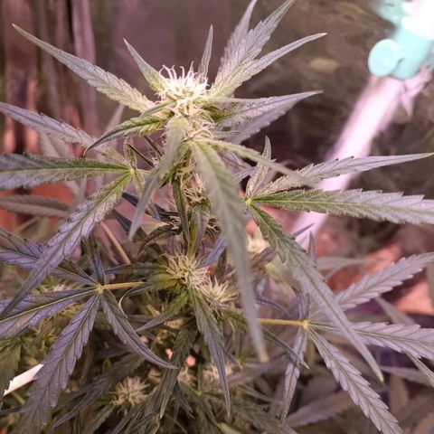 Unbekannte Sorte growlog timeline photo