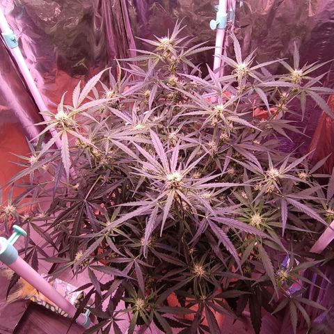 Unbekannte Sorte growlog timeline photo