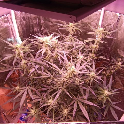 Unbekannte Sorte growlog timeline photo
