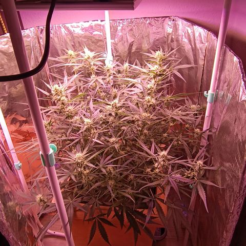 Unbekannte Sorte growlog timeline photo