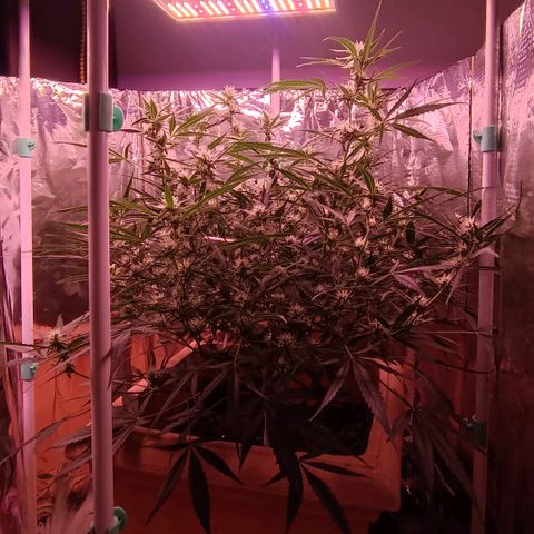Unbekannte Sorte growlog timeline photo
