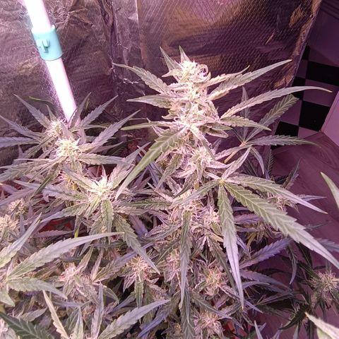 Unbekannte Sorte growlog timeline photo
