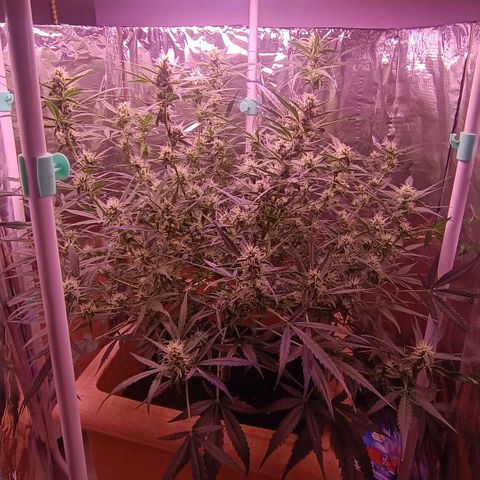 Unbekannte Sorte growlog timeline photo
