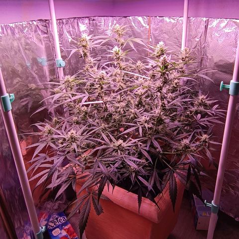 Unbekannte Sorte growlog timeline photo