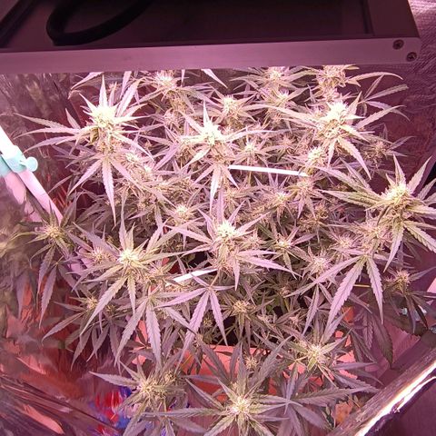 Unbekannte Sorte growlog timeline photo