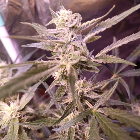 Unbekannte Sorte growlog timeline photo