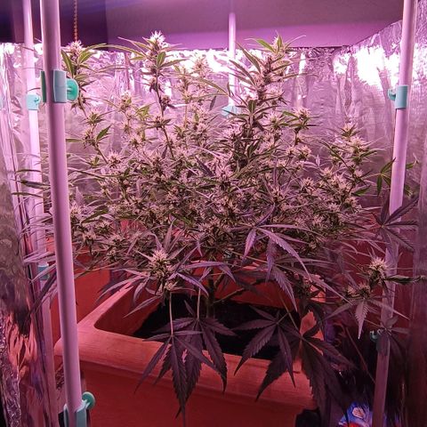 Unbekannte Sorte growlog timeline photo