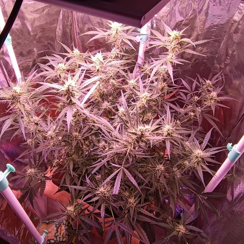 Unbekannte Sorte growlog timeline photo