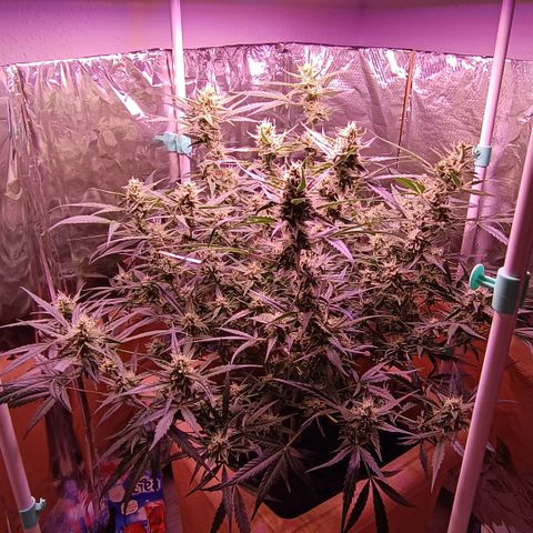 Unbekannte Sorte growlog timeline photo