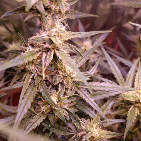 Unbekannte Sorte growlog timeline photo