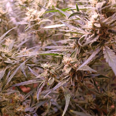 Unbekannte Sorte growlog timeline photo