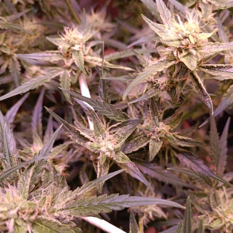 Unbekannte Sorte growlog timeline photo