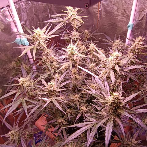 Unbekannte Sorte growlog timeline photo