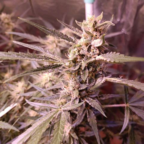 Unbekannte Sorte growlog timeline photo