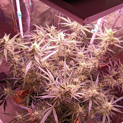 Unbekannte Sorte growlog timeline photo
